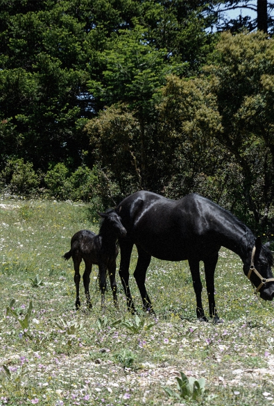 Ιππασία thumbnail